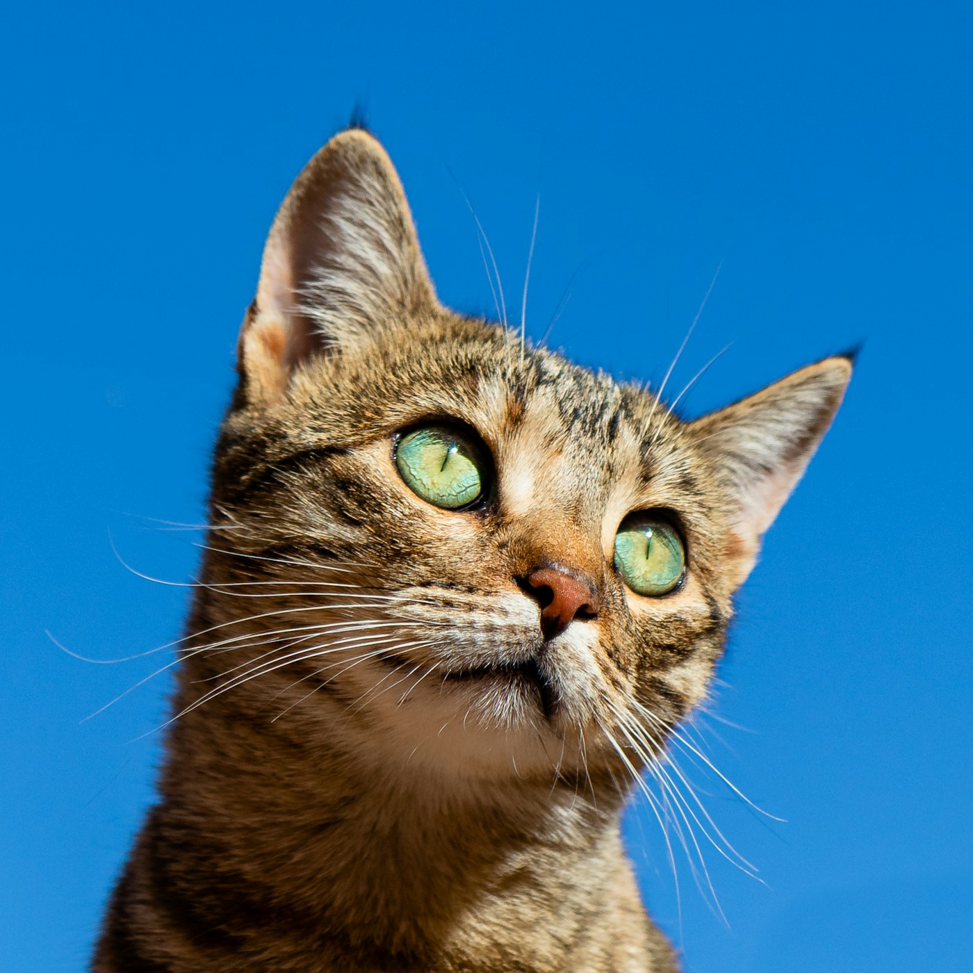 Stock photo used for the fictional demo profile of Juniper