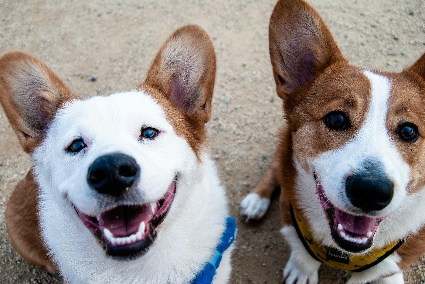 Stock photo used for the fictional demo profile of The Terrier Twins